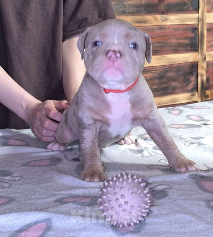 Собаки в Черногорске: Девочка Девочка, 130 000 руб. - фото 3