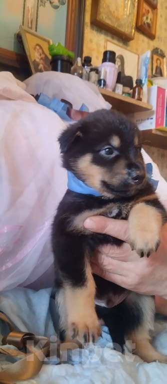 Собаки в Воронеже: Продаются щенки Мальчик, Бесплатно - фото 6