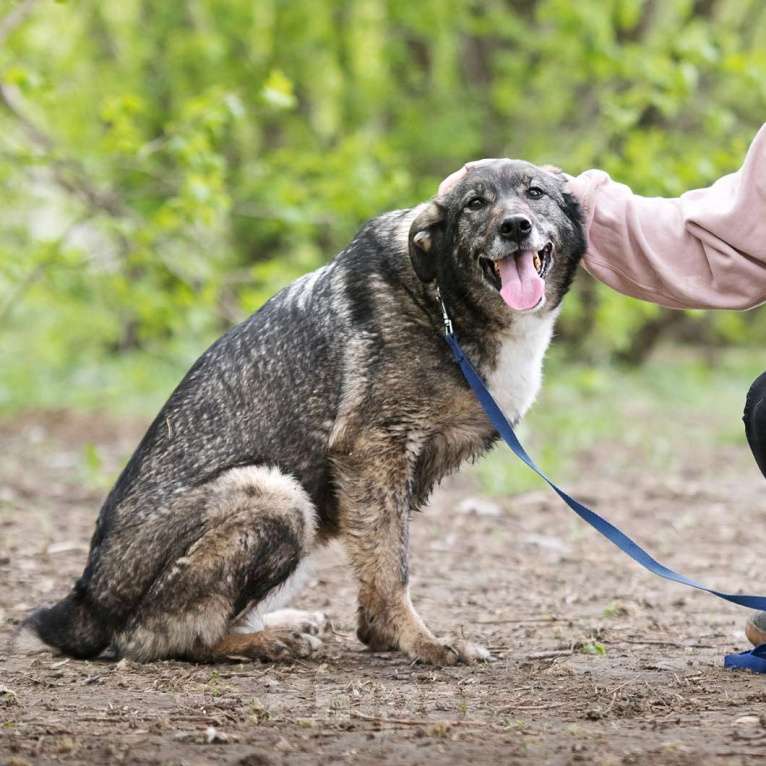 Собаки в Москве: Агата Девочка, Бесплатно - фото 4