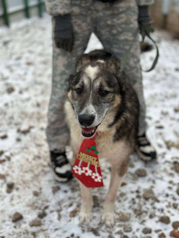 Собаки в Москве: Гоша Мальчик, Бесплатно - фото 7