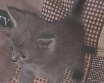 Кошки в Вышнем Волочке: Британский короткошёрстный котёнок Мальчик, 6 000 руб. - фото 5