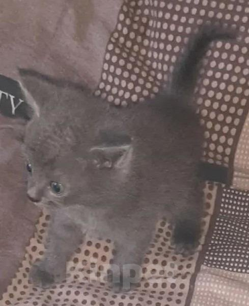 Кошки в Вышнем Волочке: Британский короткошёрстный котёнок Мальчик, 6 000 руб. - фото 5