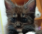 Кошки в Москве: Девочка черный дым с белым Девочка, 30 000 руб. - фото 2