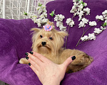 Собаки в Москве: Подрощенный мини йорк девочка голубоглазая Девочка, 100 000 руб. - фото 3