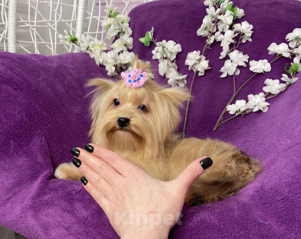 Собаки в Москве: Подрощенный мини йорк девочка голубоглазая Девочка, 100 000 руб. - фото 3