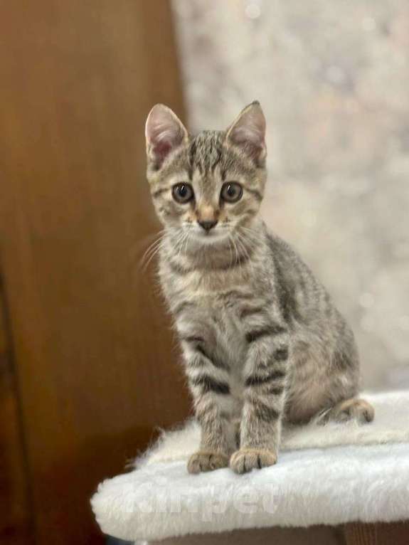 Кошки в Москве: Малыш Микки. Котенок в добрые руки. Мальчик, Бесплатно - фото 8