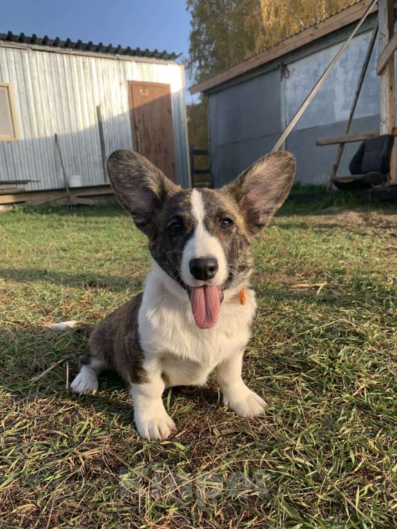 Собаки в Новосибирске: Вельш-корги Девочка, 40 000 руб. - фото 2