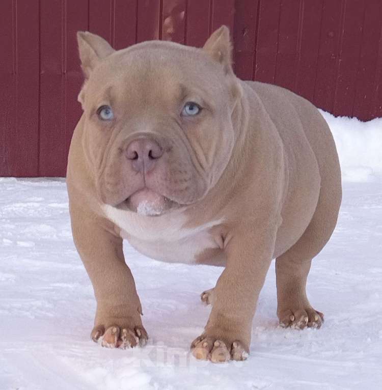 Собаки в Екатеринбурге: Лиловый мачо Мальчик, 150 000 руб. - фото 2