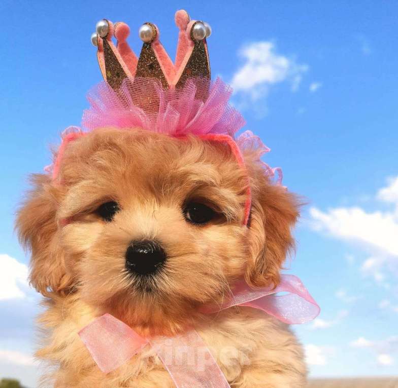 Собаки в Москве: Игрушечнные, милейшие мальтипушки разного возраста. Мальчик, 50 000 руб. - фото 9