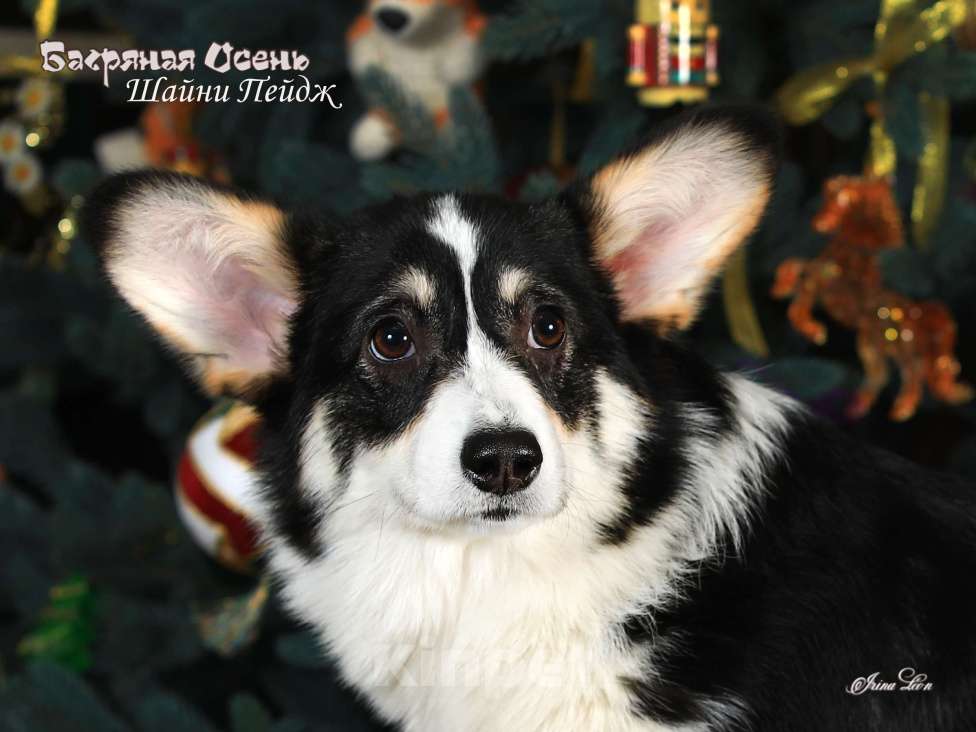 Собаки в других городах Московской области: Щенок вельш корги пемброк Девочка, 70 000 руб. - фото 1