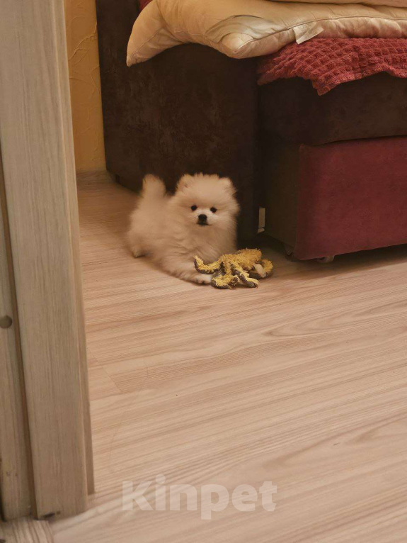 Собаки в Нижнем Новгороде: Бельчик в поисках любящих родителей! Мальчик, 25 000 руб. - фото 2