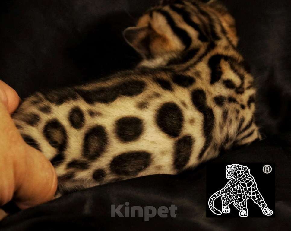 Кошки в Хабаровске: Бенгальский котенок. Профессиональный Питомник. Мальчик, Бесплатно - фото 7