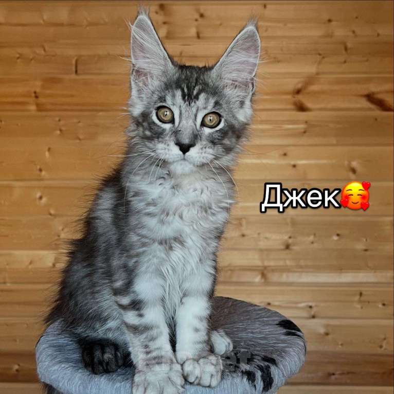 Кошки в других городах Московской области: Котенок Мальчик, 55 000 руб. - фото 1