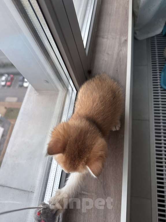 Кошки в других городах Московской области: Котенок золотая британская шиншилла ny 12, ny 11, ny 25 Мальчик, 50 000 руб. - фото 4