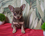 Собаки в Москве: Мальчик чихуа Мальчик, 35 000 руб. - фото 1