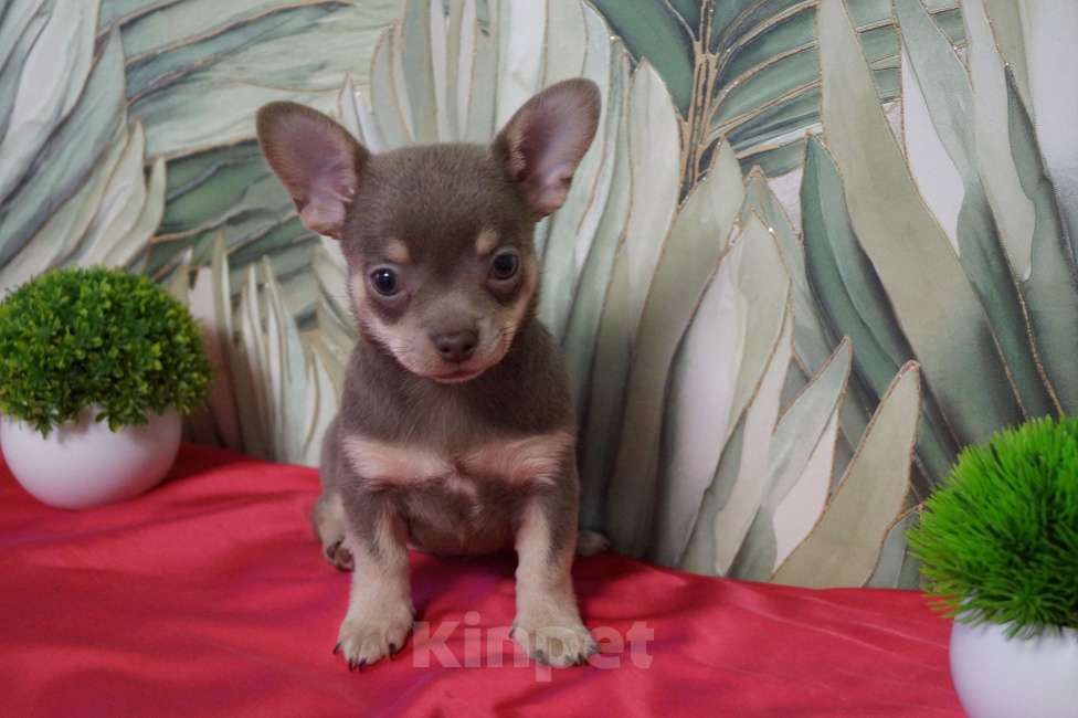 Собаки в Москве: Мальчик чихуа Мальчик, 35 000 руб. - фото 1