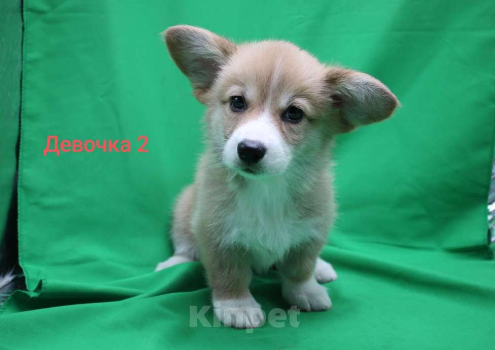 Собаки в Москве: Щенки вельш корги пемброк  Девочка, 32 000 руб. - фото 2