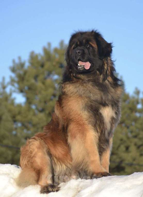 Собаки в других городах Московской области: Ария Прайд Елизар Мальчик, 150 000 руб. - фото 4