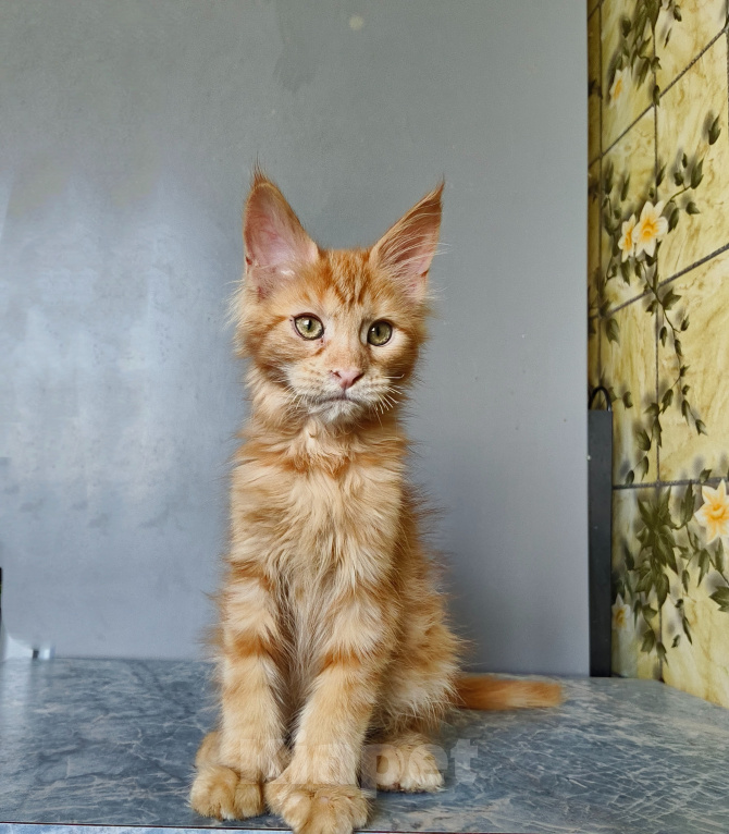 Кошки в Москве: Котёнок Мейн-кун полидакт Девоча Девочка, 60 000 руб. - фото 2