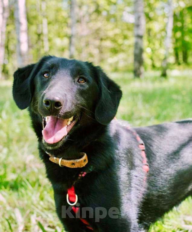 Собаки в Москве: Микролабрадор в добрые руки Мальчик, Бесплатно - фото 2