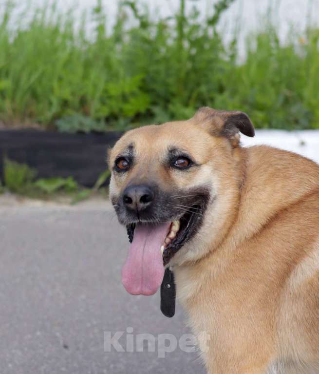 Собаки в Москве: Хана: звезда, которая ждет своего часа!  Девочка, Бесплатно - фото 4