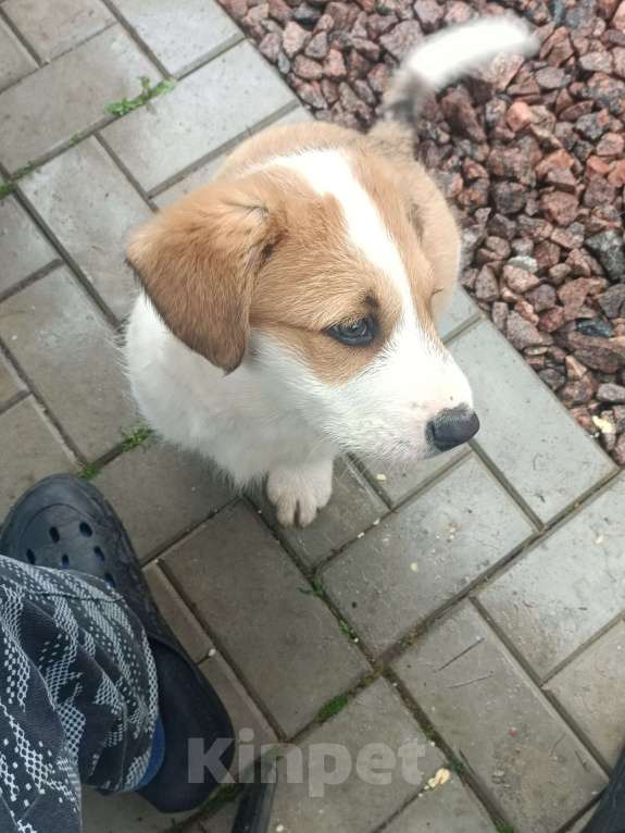 Собаки в других городах Ленинградской области: Маленький пёс Мальчик, Бесплатно - фото 5