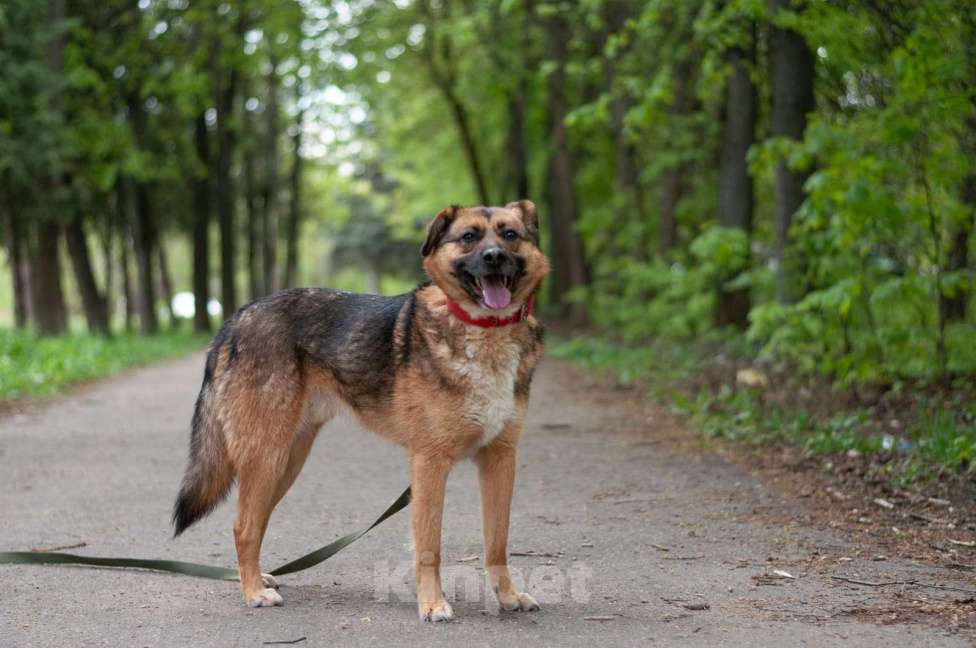 Собаки в Ногинске: Модерн - элегантен, галантен, учтив - в поиске дома Мальчик, Бесплатно - фото 2