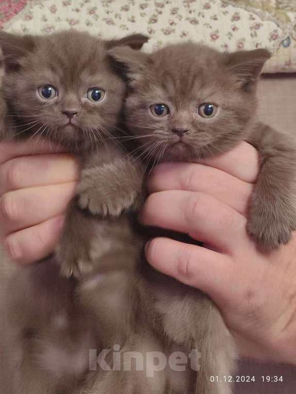 Кошки в Москве: Шоколадная девочка Девочка, 20 000 руб. - фото 3