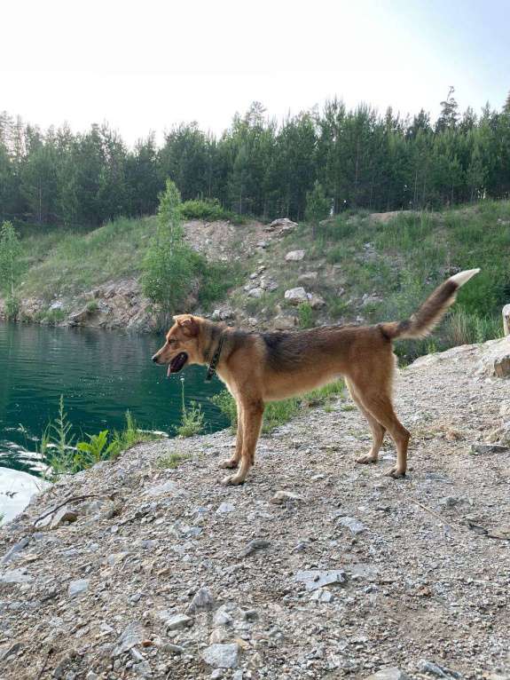 Собаки в Новосибирске: Белла, 1 год Девочка, Бесплатно - фото 1