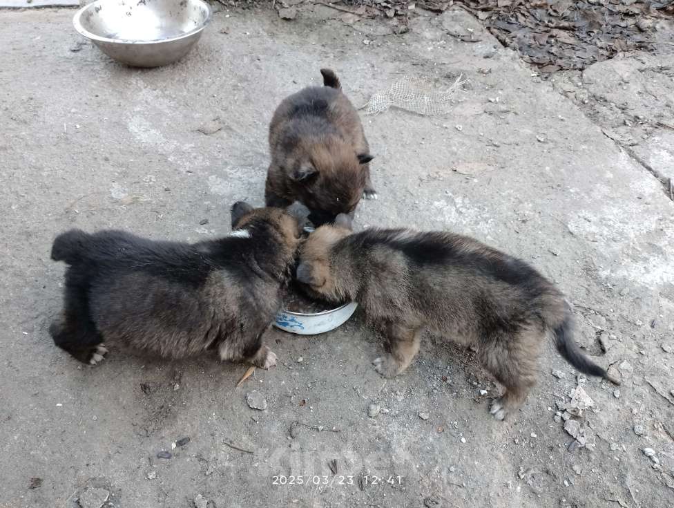 Собаки в Санкт-Петербурге: Макс Мальчик, 10 руб. - фото 4