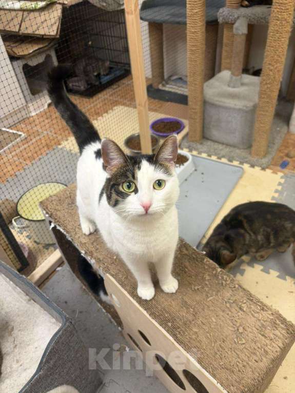 Кошки в Москве: Нежная и красивая кошечка в добрые руки Девочка, Бесплатно - фото 5