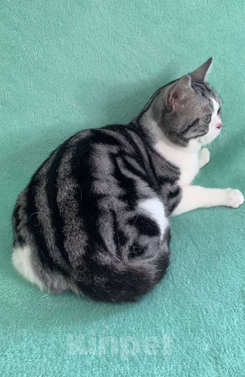 Кошки в Москве: Взрослый Американский короткошерстный кот Мальчик, Бесплатно - фото 5