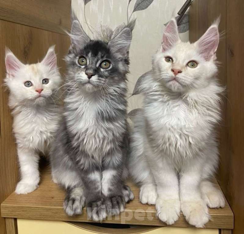 Кошки в Москве: Мейн кун мальчик  Мальчик, 75 000 руб. - фото 6