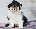 Собаки в Челябинске: Триколорный щенок колли длинношерстного Мальчик, Бесплатно - фото 3
