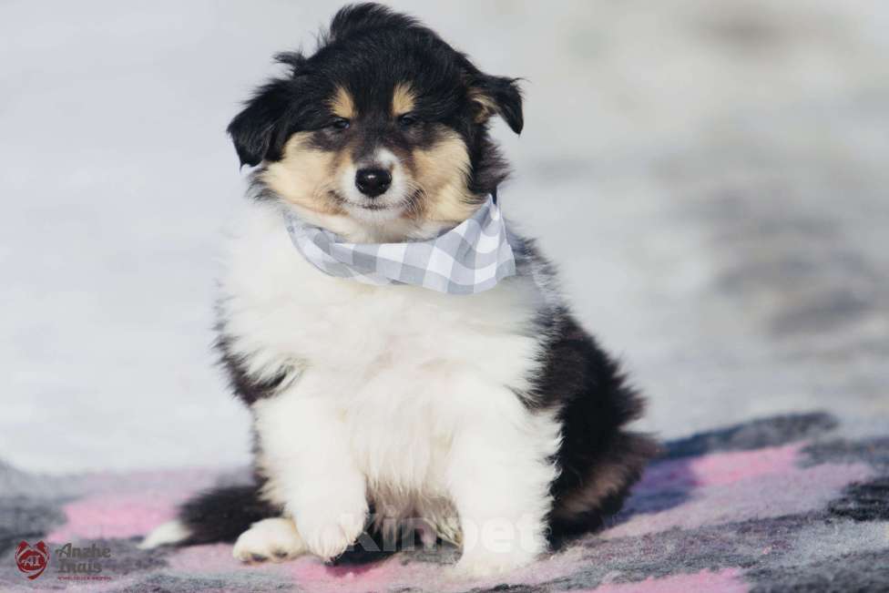 Собаки в Челябинске: Триколорный щенок колли длинношерстного Мальчик, Бесплатно - фото 3