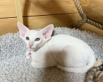Кошки в Раменском: Ориентальный котенок  Мальчик, 75 000 руб. - фото 4