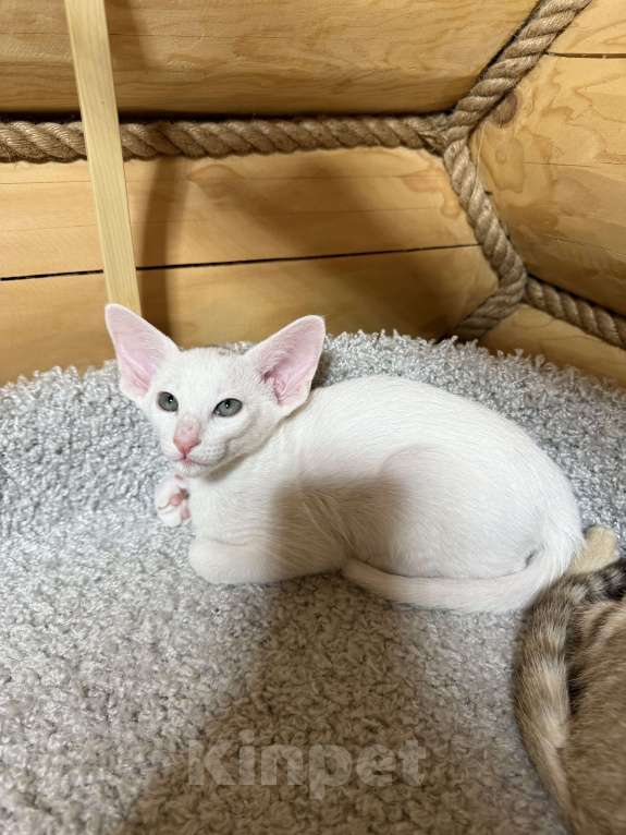 Кошки в Раменском: Ориентальный котенок  Мальчик, 75 000 руб. - фото 4