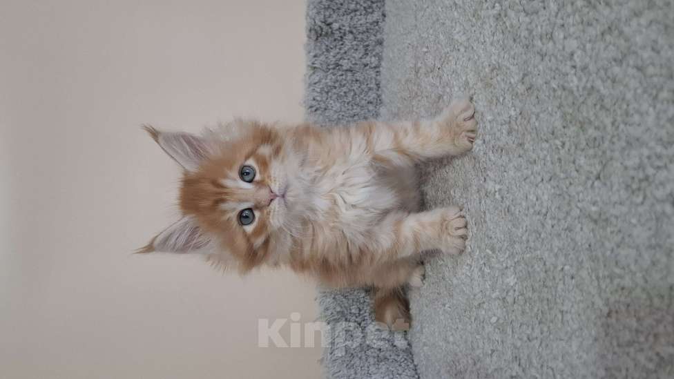 Кошки в Москве: Котята мейн кун Мальчик, 60 000 руб. - фото 5