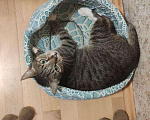 Кошки в Калязине: Зеленоглазая мордатая кошечка в дар добрые руки, Бесплатно - фото 5