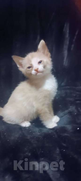 Кошки в Донецке: Сфинкс браш девочка Девочка, 7 000 руб. - фото 5