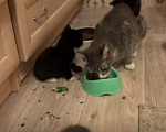 Кошки в Химках: Кошки в добрые руки Девочка, Бесплатно - фото 1