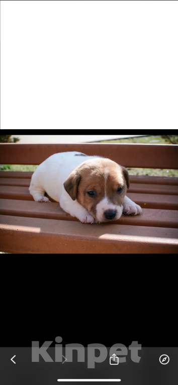 Собаки в Симферополе: Мальчик Мальчик, 12 000 руб. - фото 6