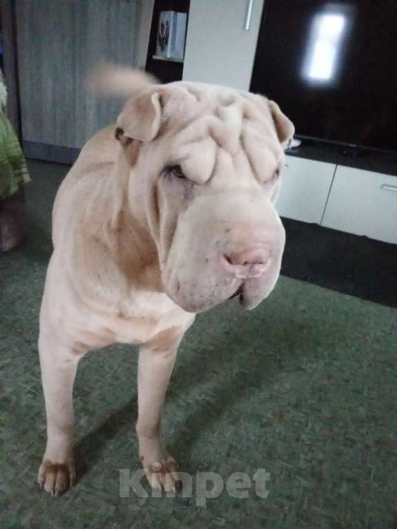 Собаки в Новосибирске: Мейсон ищет хрзяина! Мальчик, Бесплатно - фото 2