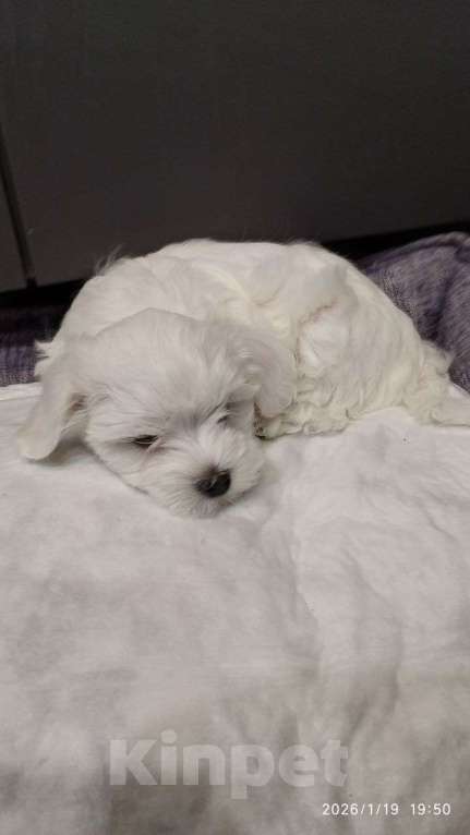 Собаки в Санкт-Петербурге: Мальтезики Мальчик, Бесплатно - фото 4