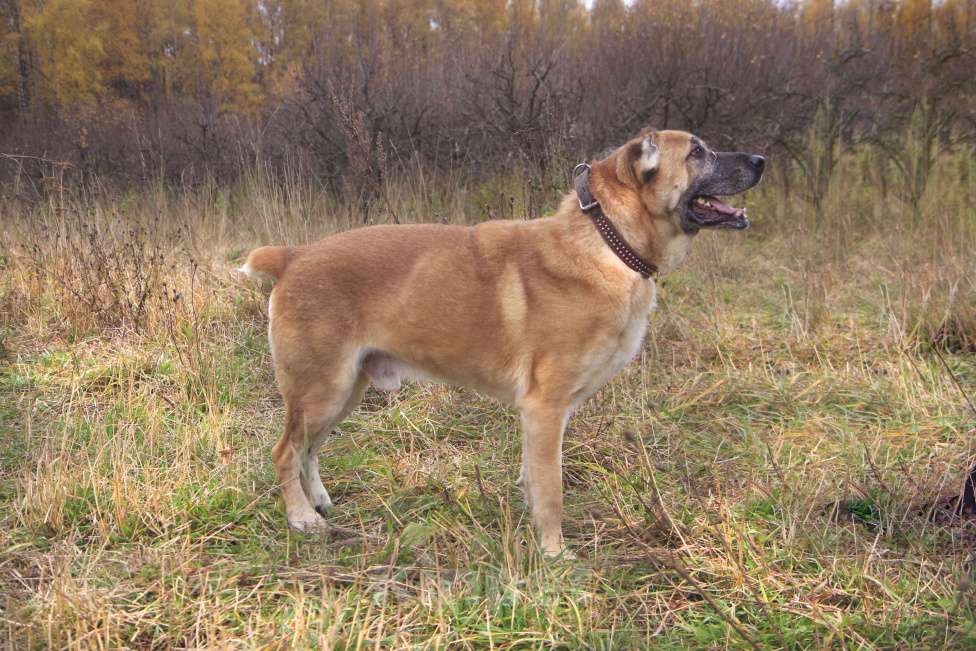 Собаки в Видном: Варох, 6 лет, метис алабая Мальчик, Бесплатно - фото 5