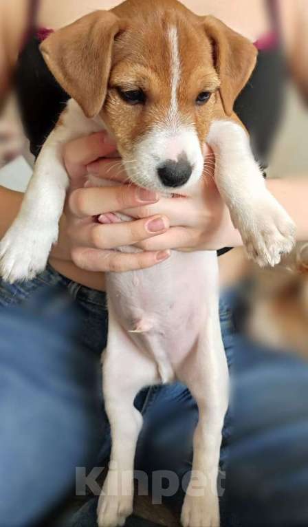 Собаки в Новосибирске: чистокровные щеночки джек рассел терьер Мальчик, 20 000 руб. - фото 7