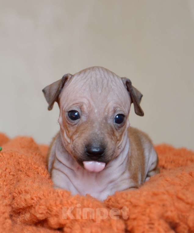 Собаки в Москве: Красно-соболиный мальчик агт Мальчик, 50 руб. - фото 1