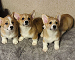 Собаки в Перми: Щенки Вельш-корги-пемброк Разнополые, 50 000 руб. - фото 6