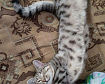 Кошки в Самаре: Потерялся пацан Мальчик, Бесплатно - фото 5