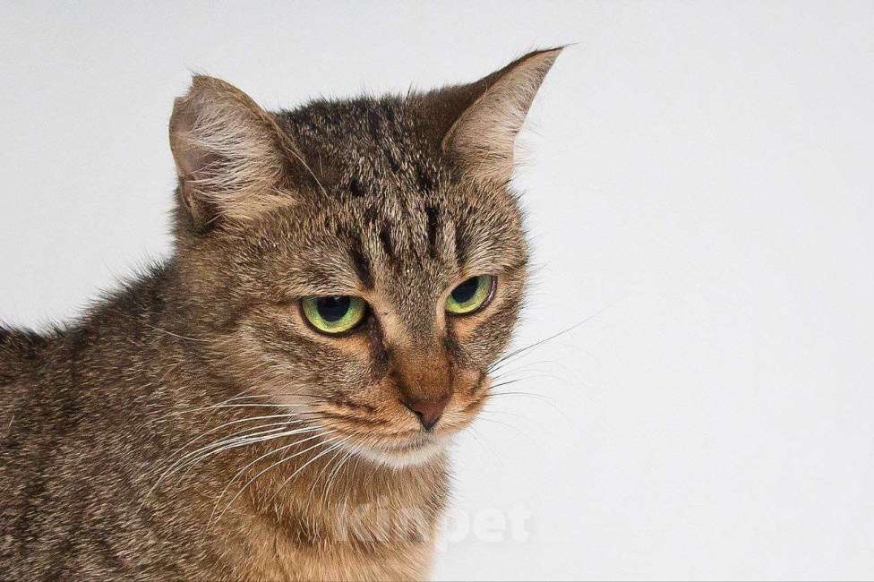 Кошки в Москве: Кошка Девочка, Бесплатно - фото 2